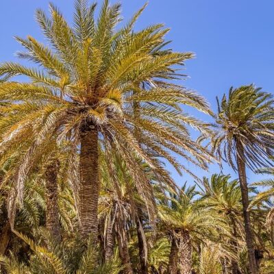 Palm Tree Replacements, Wellington Pro Sprinkler & Drainage Systems
